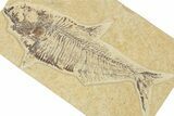 Detailed Fossil Fish (Diplomystus) - Wyoming #354068-1